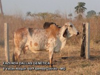 /album/a8%20vacas%20adquiridas%20da%20fazenda%20gavi%c3%a3o/fazenda-dallas-8-vacas-1-jpg/
